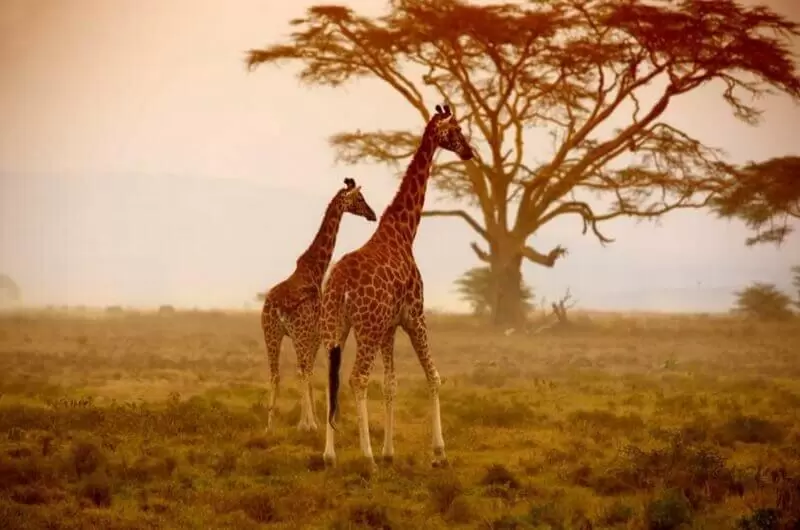 Kenya Wildlife Tour Packages